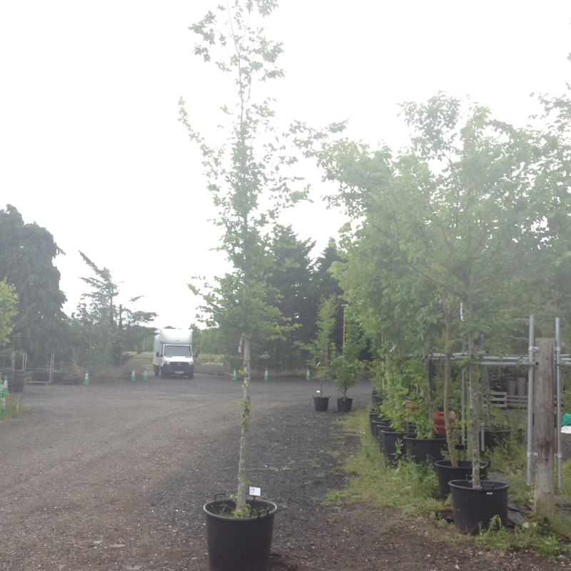 Carpinus betulus (Hornbeam) - (22/24cm girth)