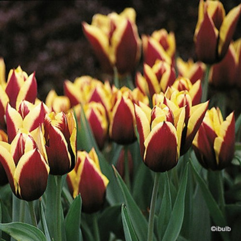 Tulip 'Gavota' BULK - 100 or 250 bulbs