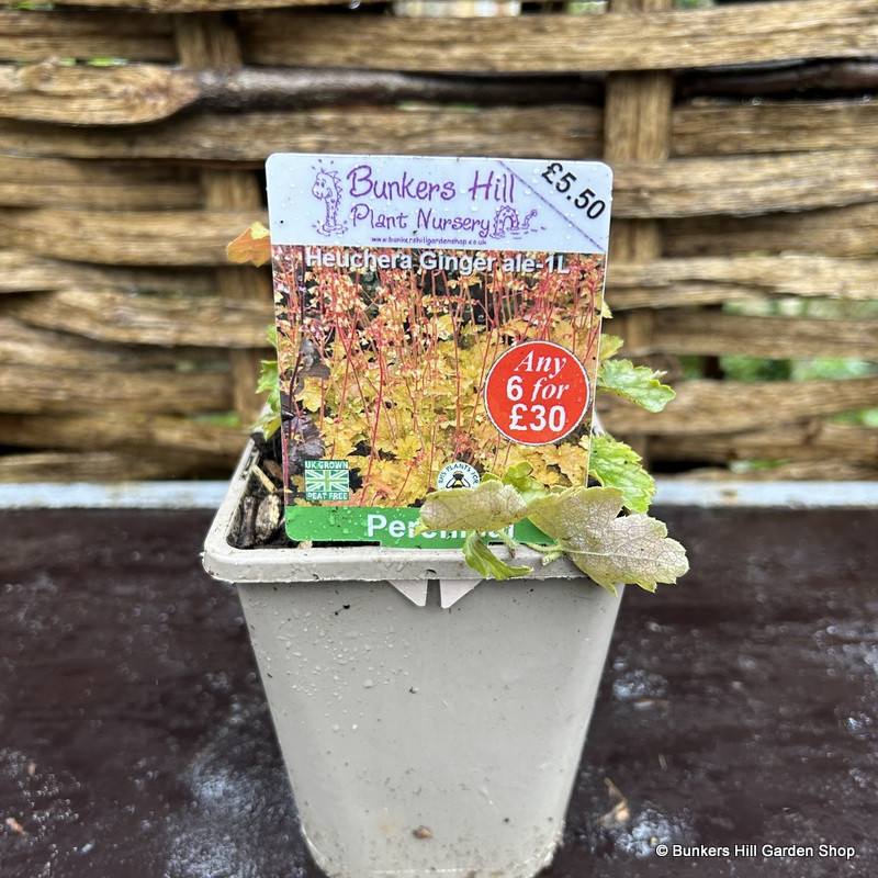 Heuchera 'Ginger Ale' - 1L