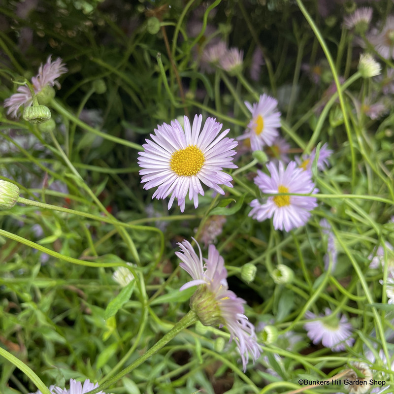 Erigeron 'Lavender Lady' - 1L