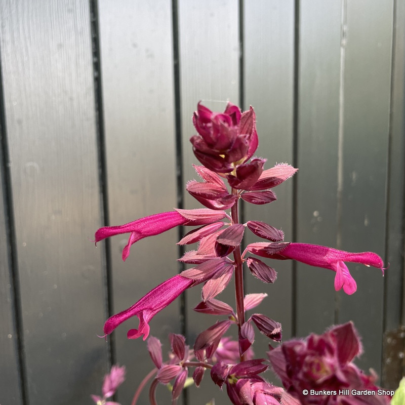 Salvia Love & Wishes 3ltr pot