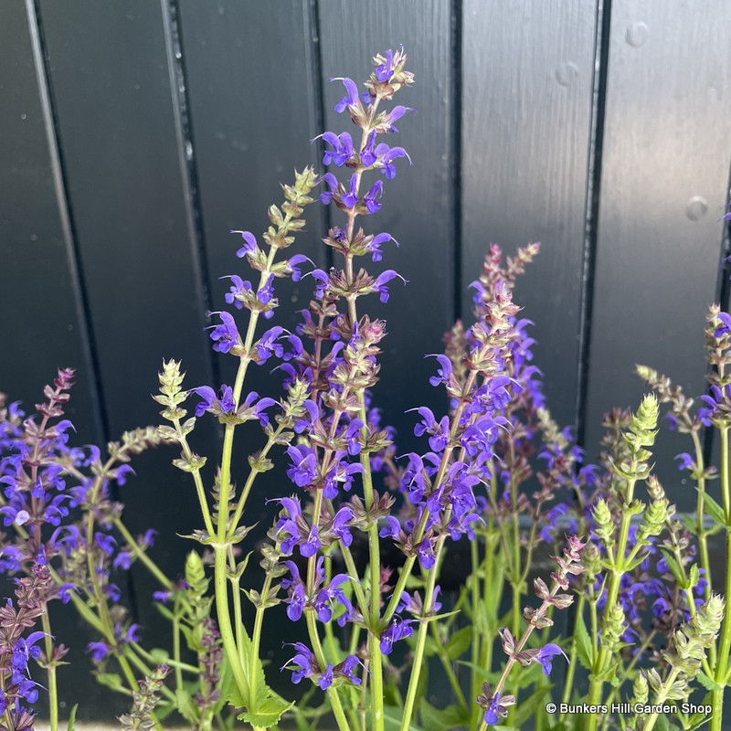 Salvia 'Mainacht' 3L