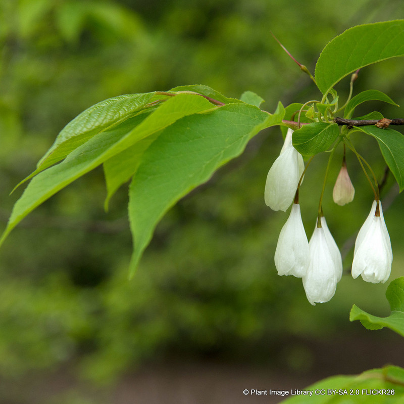 Halesia carolina (Snowbell tree)