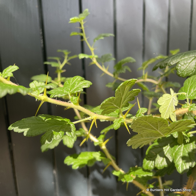 Ribes menziesii