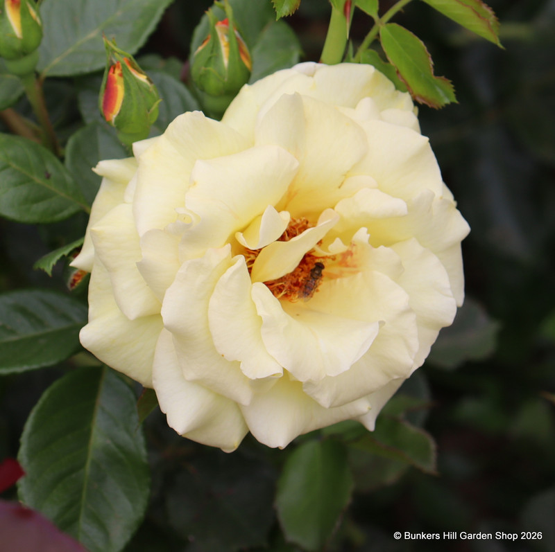 All Gold - Climbing Rose