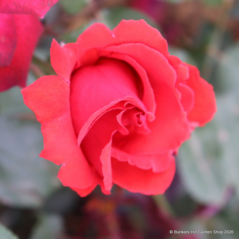 Danse De Feu - Climbing Rose