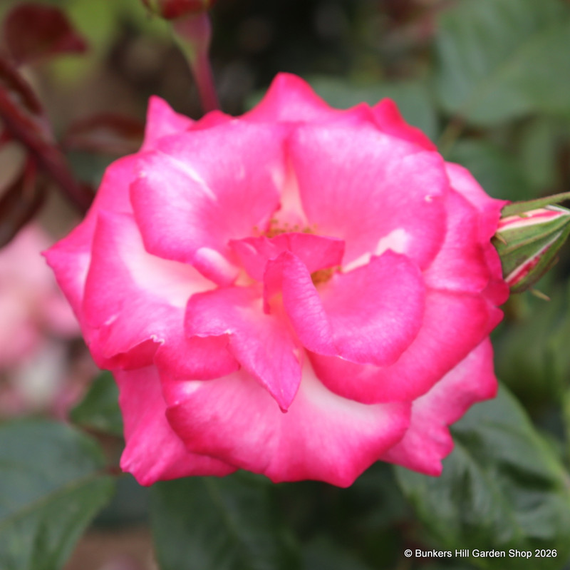 Handel - Climbing Rose
