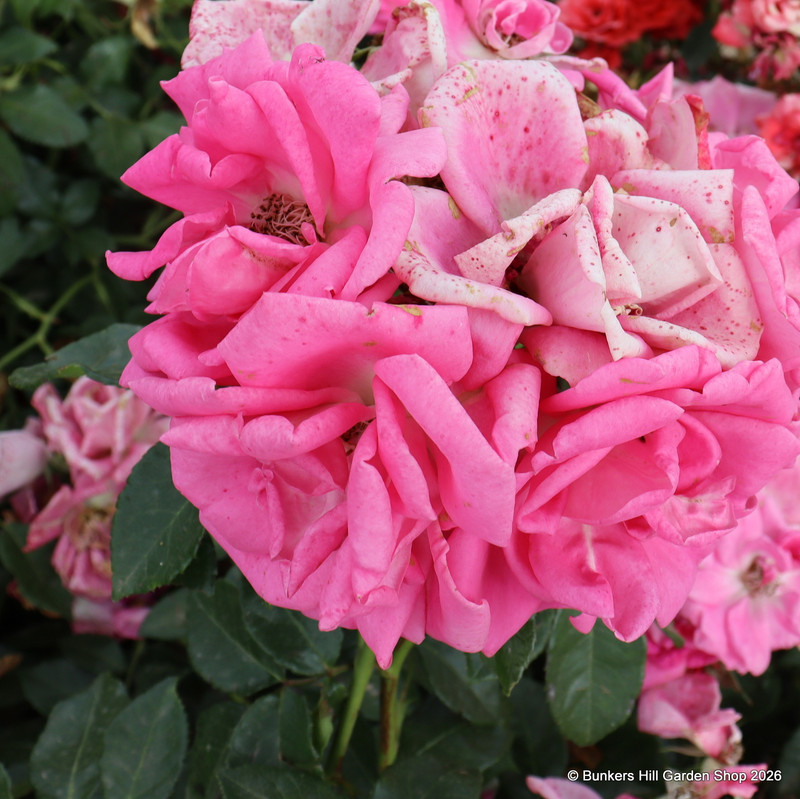 Morning Jewel - Climbing Rose
