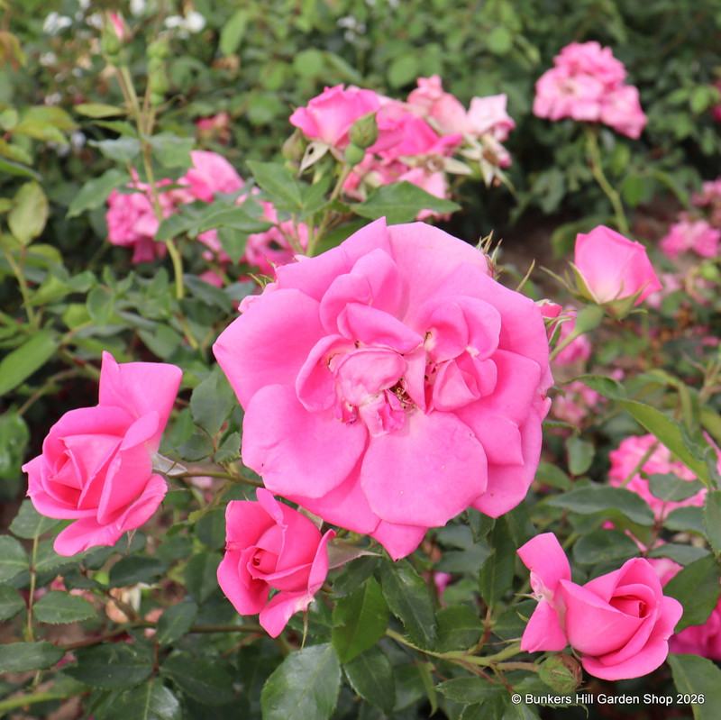 Morning Jewel - Climbing Rose