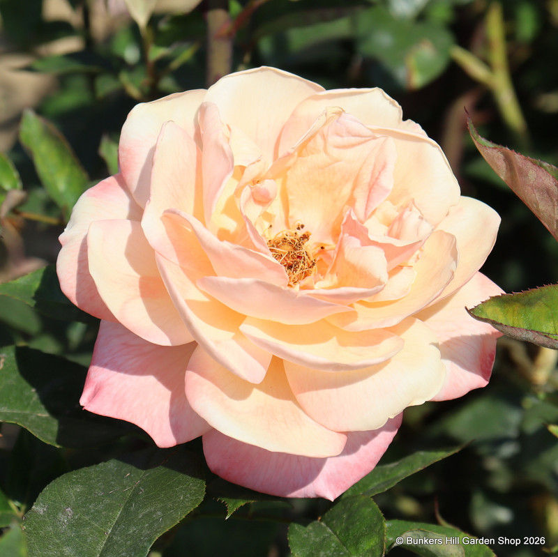 Renaissance - Hybrid Tea Rose