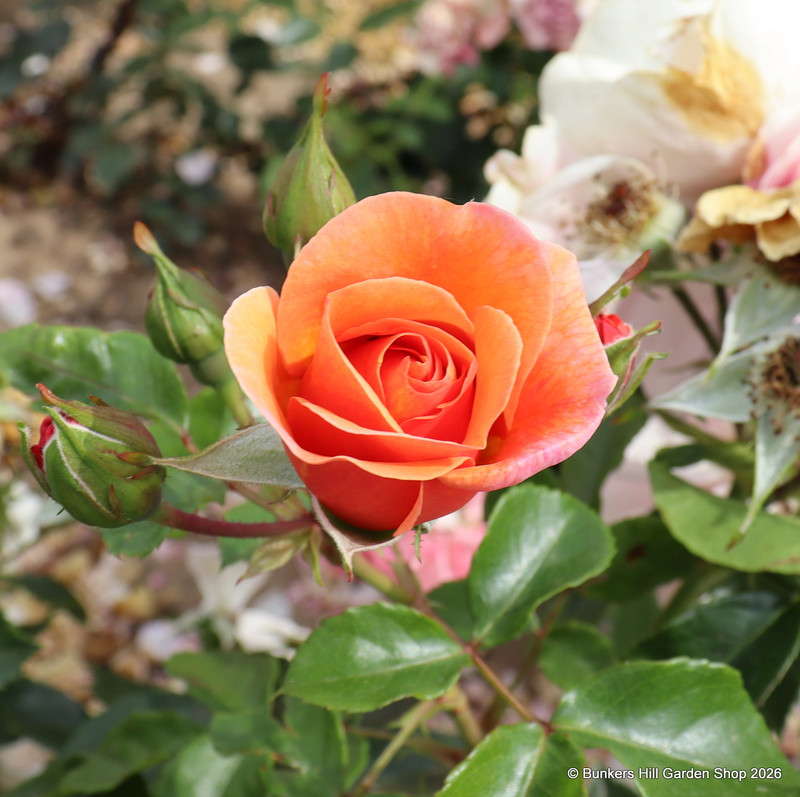 Together Forever - Floribunda rose