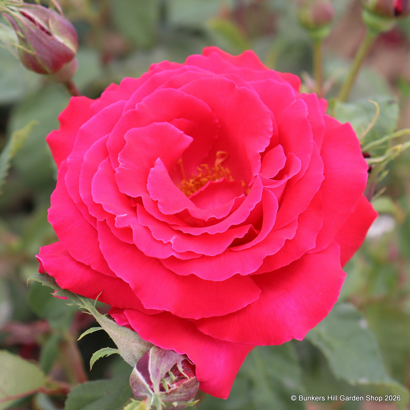Ernest H Morse - Hybrid Tea Rose