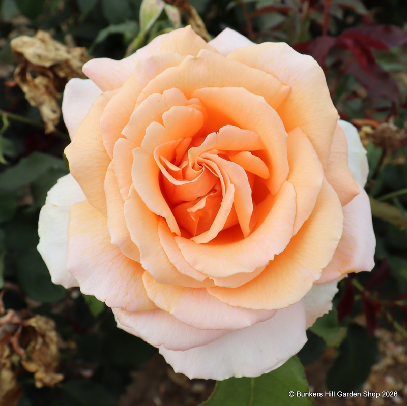 Just Joey - Hybrid Tea Rose