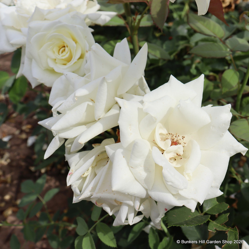 Polar Star - Hybrid Tea Rose