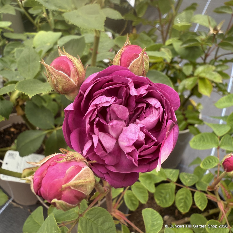 Cardinal De Richelieu - Shrub Rose