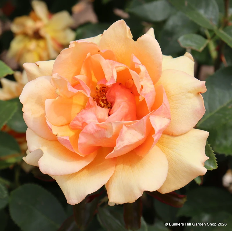 Simply the Best - Hybrid Tea (Standard Rose)