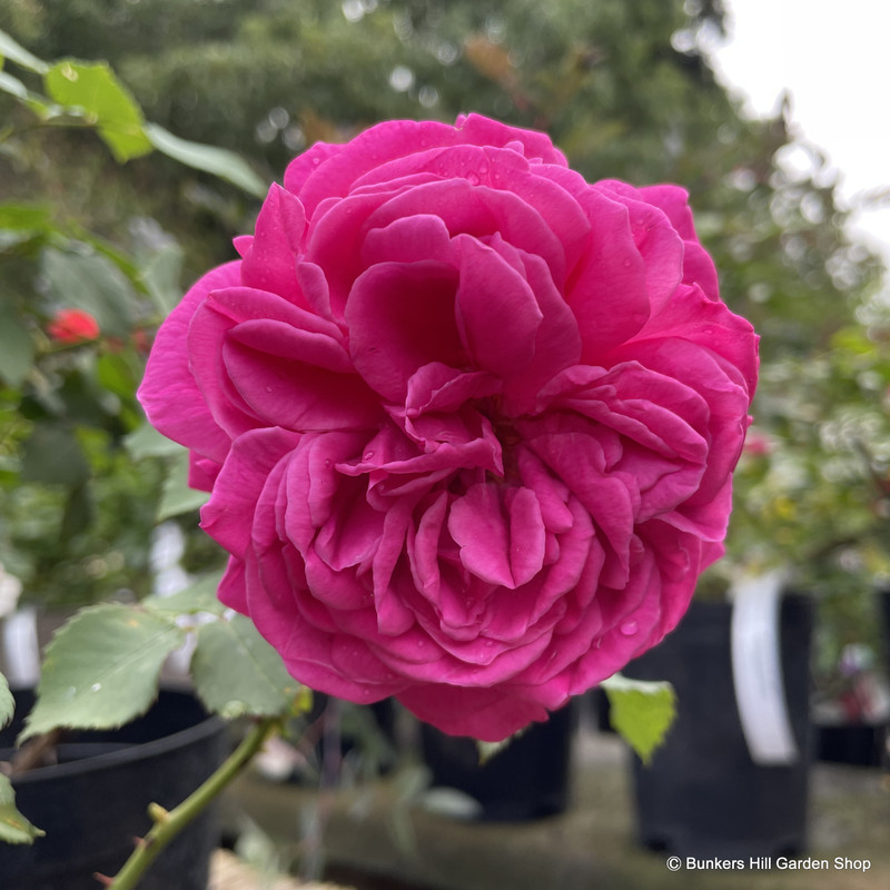 Madame Isaac Pereire - Shrub Rose