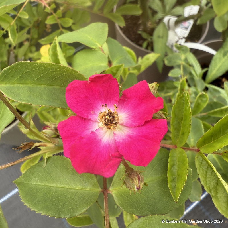 Marjorie Fair - Shrub Rose