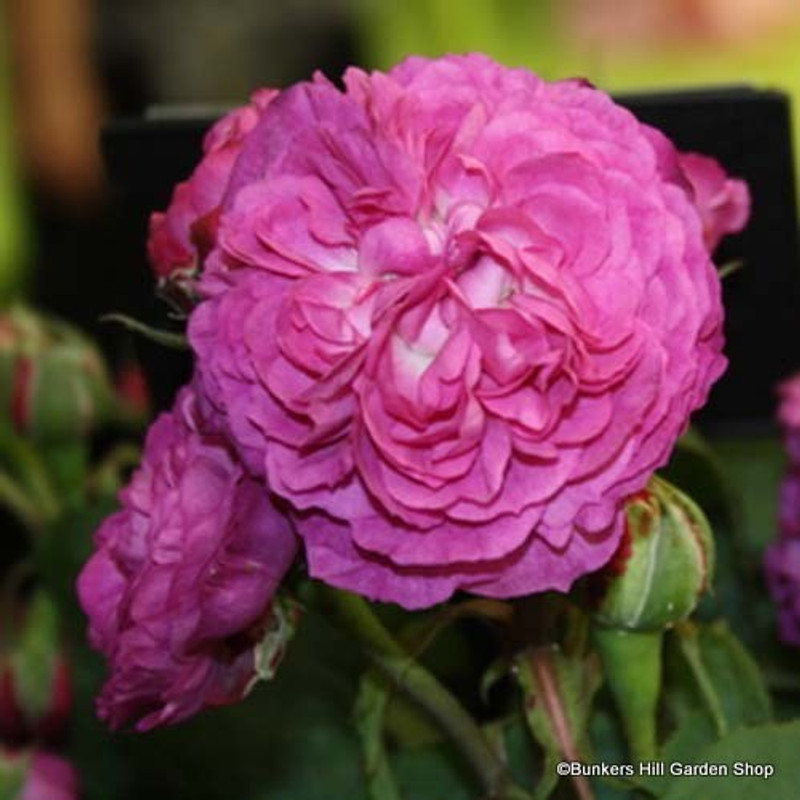 Reine des Violettes - Shrub Rose