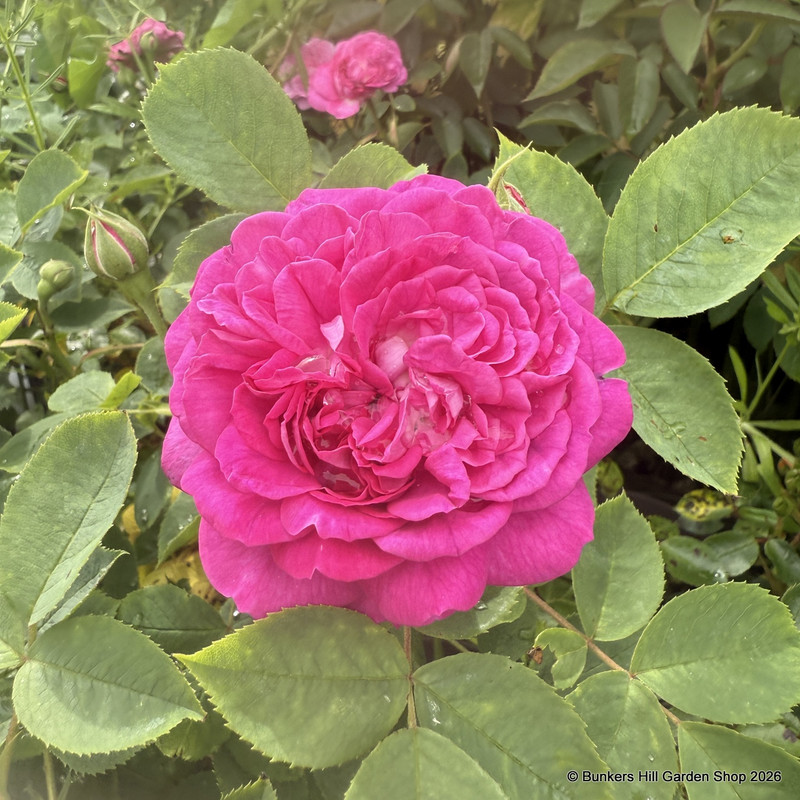 Reine des Violettes - Shrub Rose