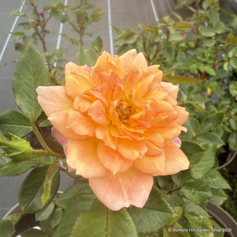 Honeybunch - Patio Rose