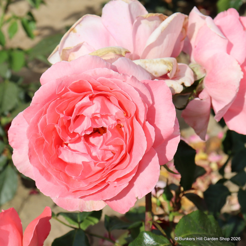 Special Anniversary - Hybrid Tea (Standard Rose)