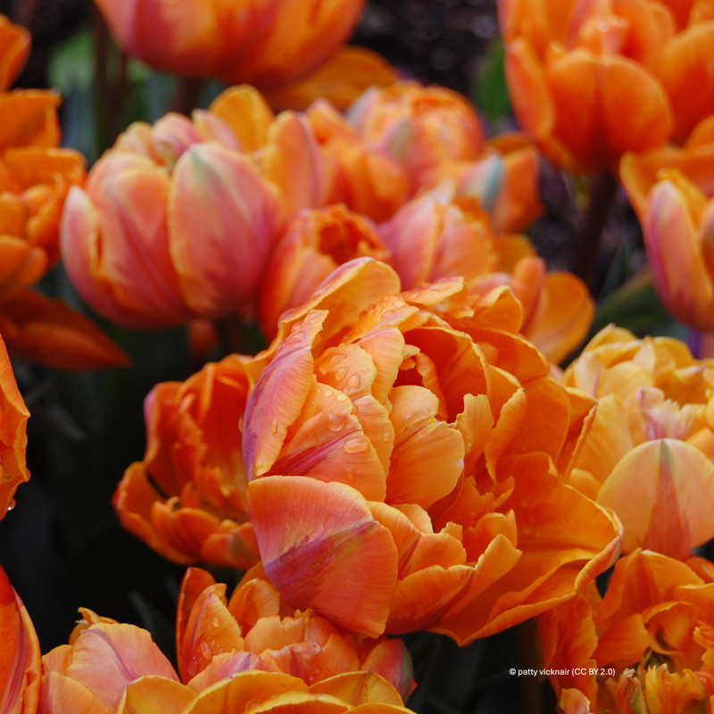 Tulip 'Charming Beauty' (Double) - PACK of 10 premium size bulbs