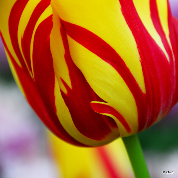 Tulip 'Helmar' (Rembrandt) - PACK of 10 premium size bulbs