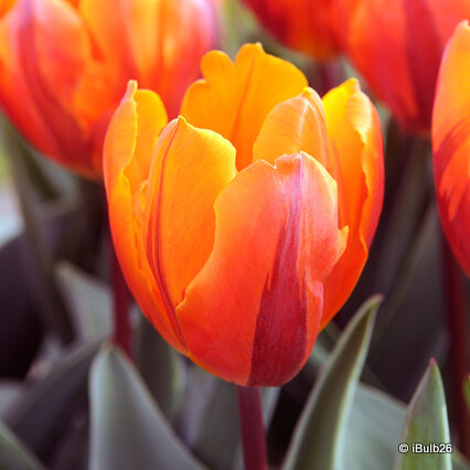 Tulip 'Hermitage' (Triumph) - PACK of 10 premium size bulbs