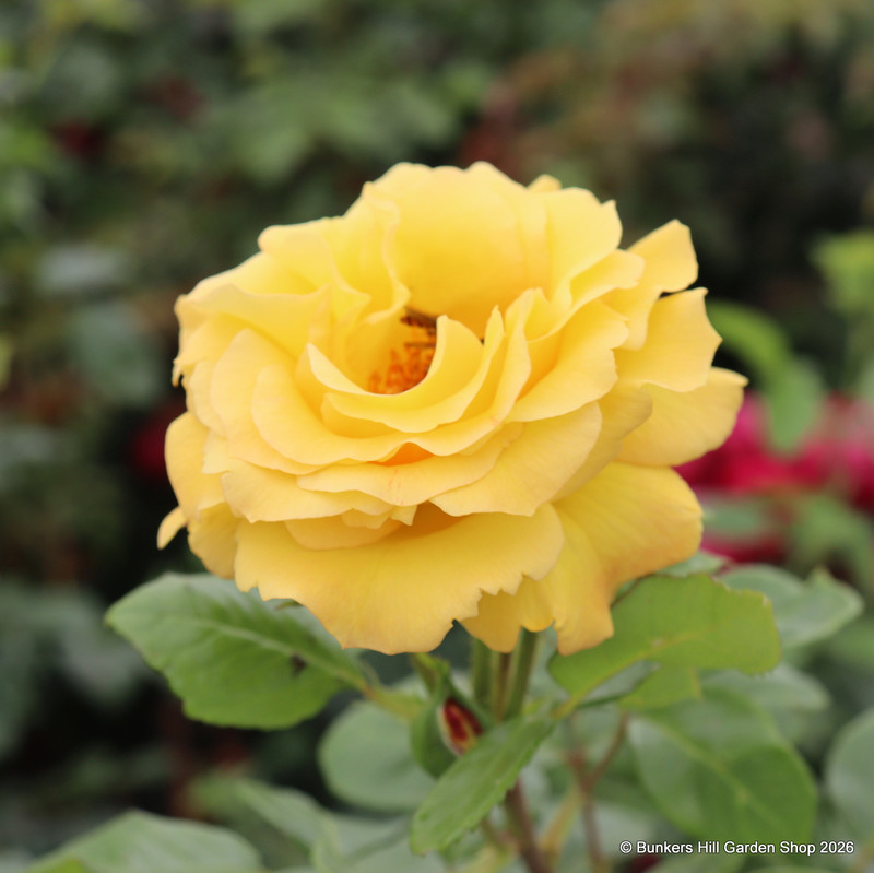 Arthur Bell - Floribunda Rose