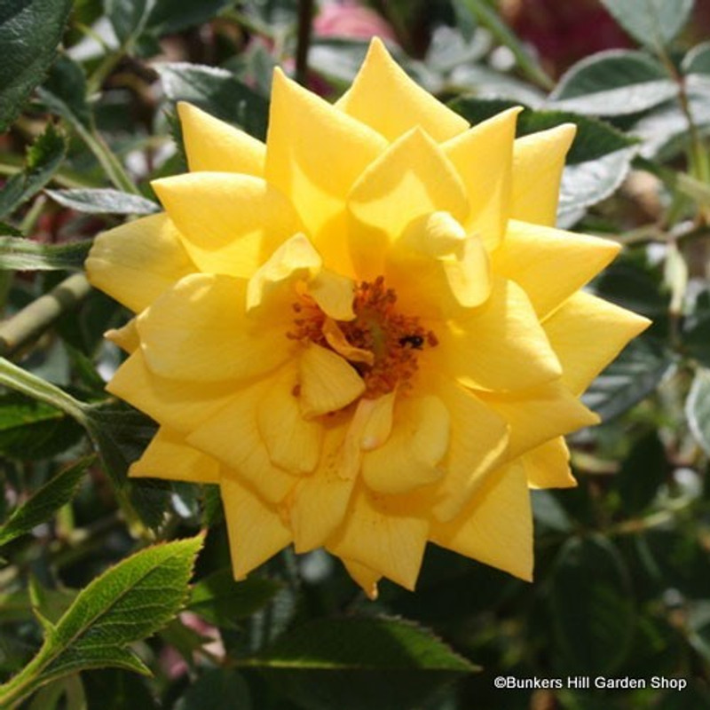 Rosa 'Good as Gold' (Climbing Rose) 1.2m trellis - 10ltr