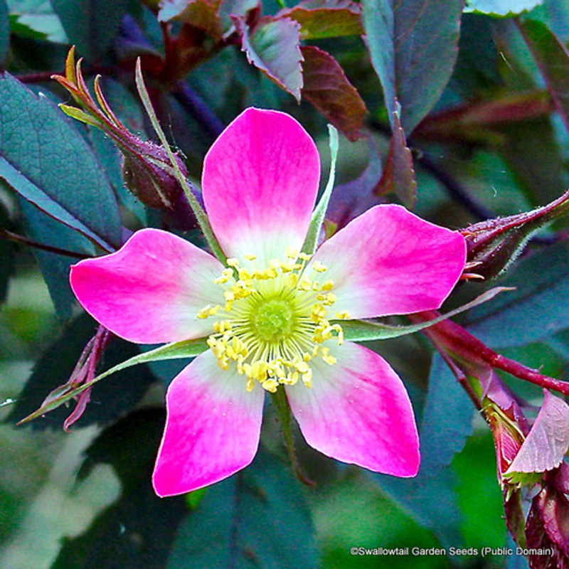 Rosa Rubrifolia (glauca) - Shrub Rose (Potted)