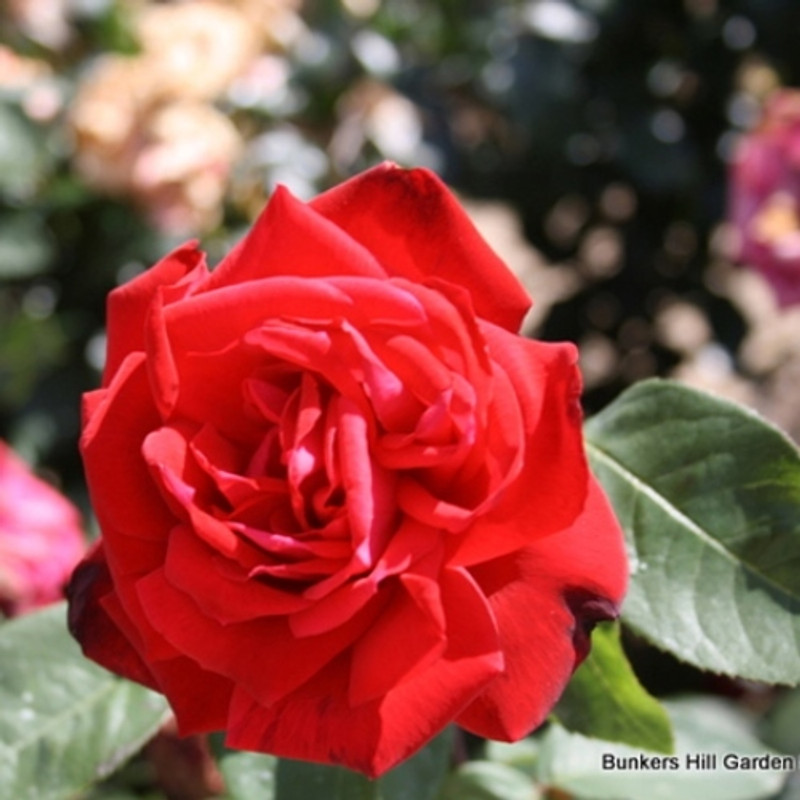 Ruby Wedding - Hybrid Tea (Potted)