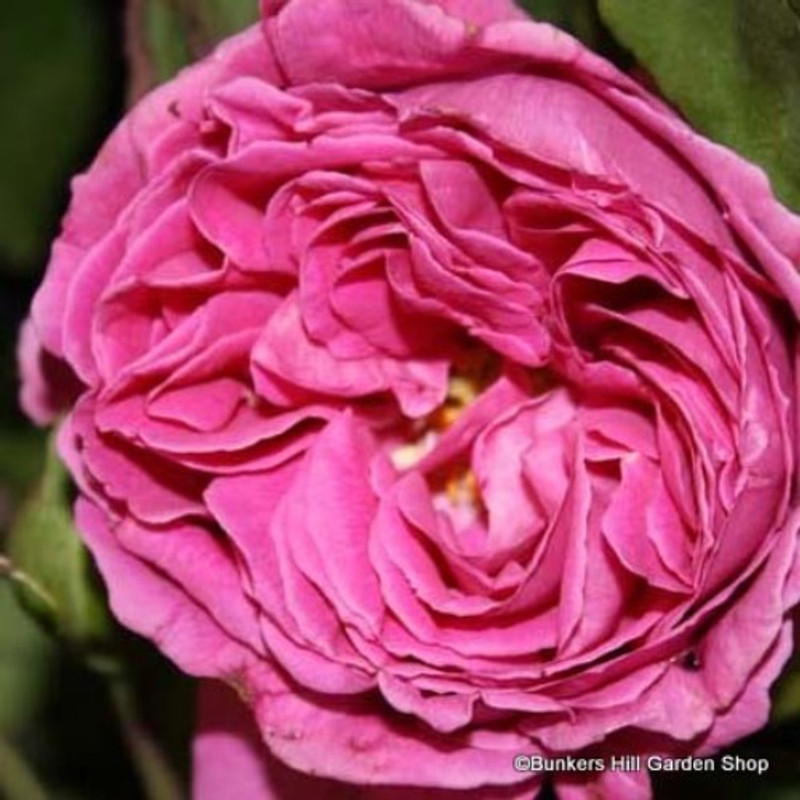 Rose 'Madame Isaac Pereire' - Shrub Rose (Potted)