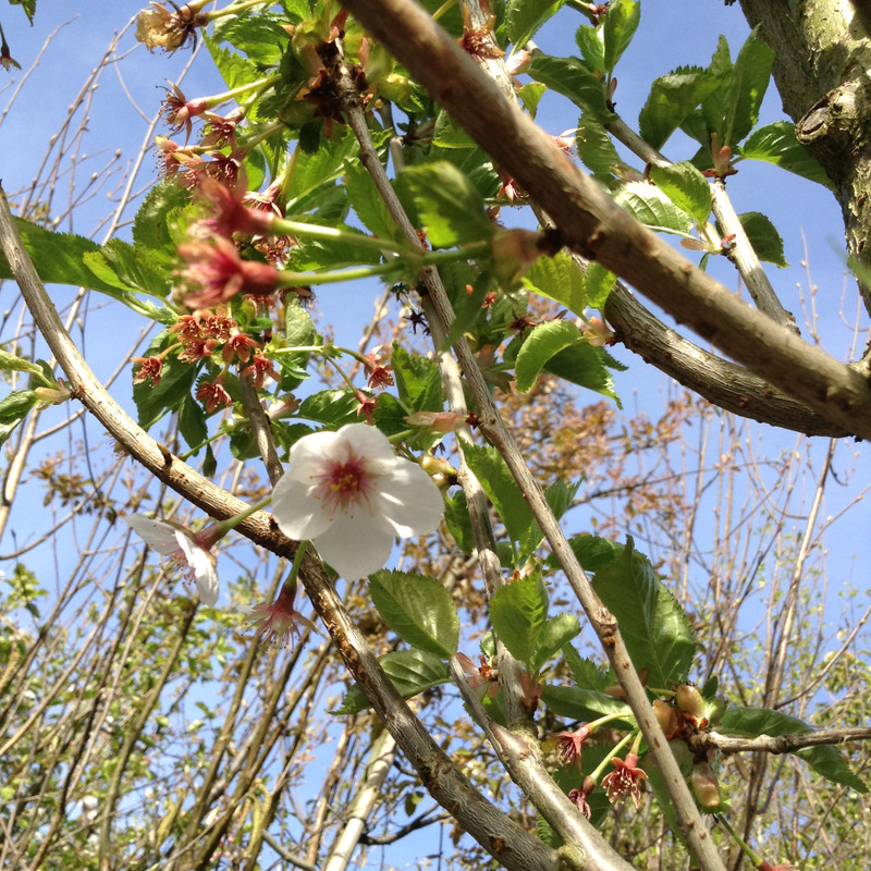 Prunus 'Umineko' (Ornamental Cherry) 12/14cm