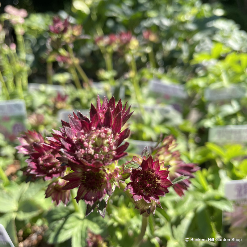 Astrantia 'Star of Beauty'-1L Astrantia 'Star of Beauty'-1L