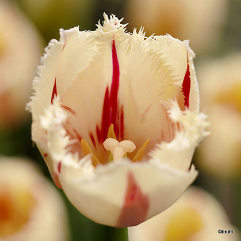 Tulip Carrousel