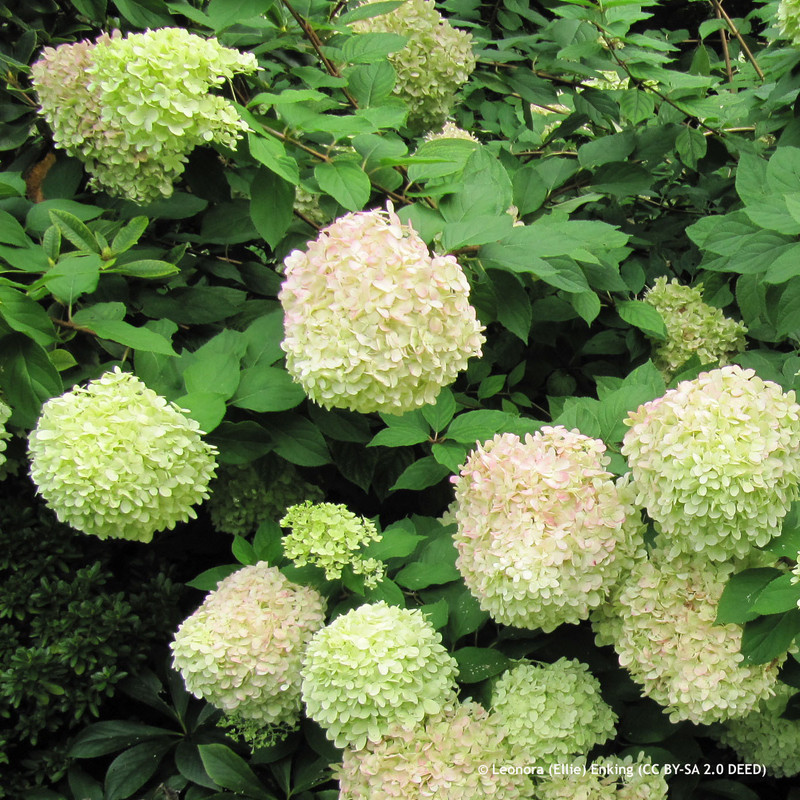 Hydrangea pani 'Limelight' 3L