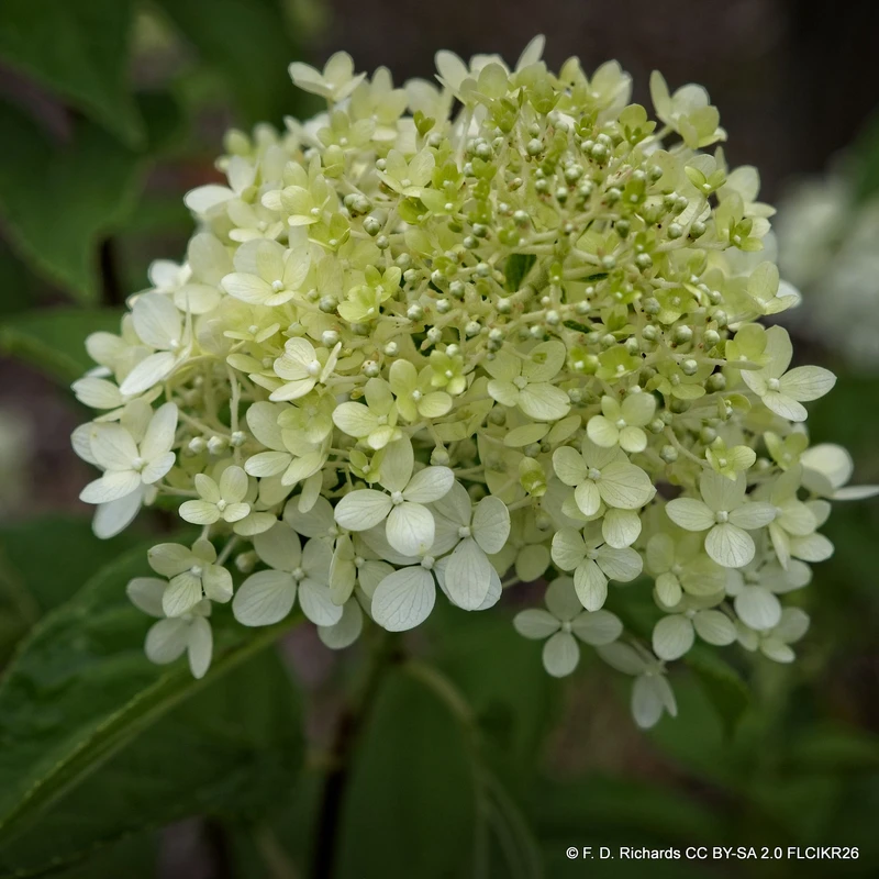 Hydrangea paniculata 'Limelight'