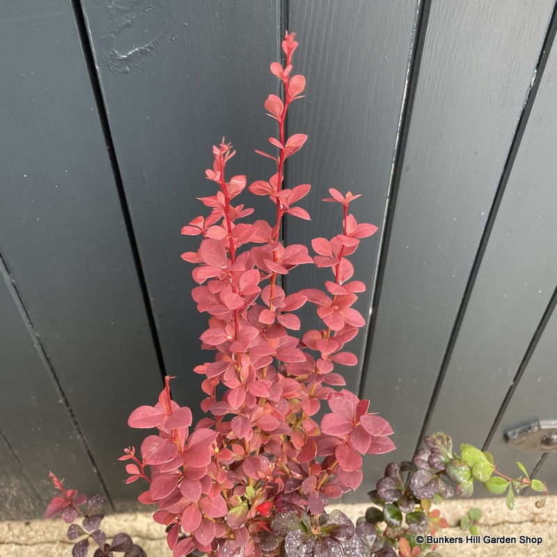 Berberis 'Orange Rocket' (5L)