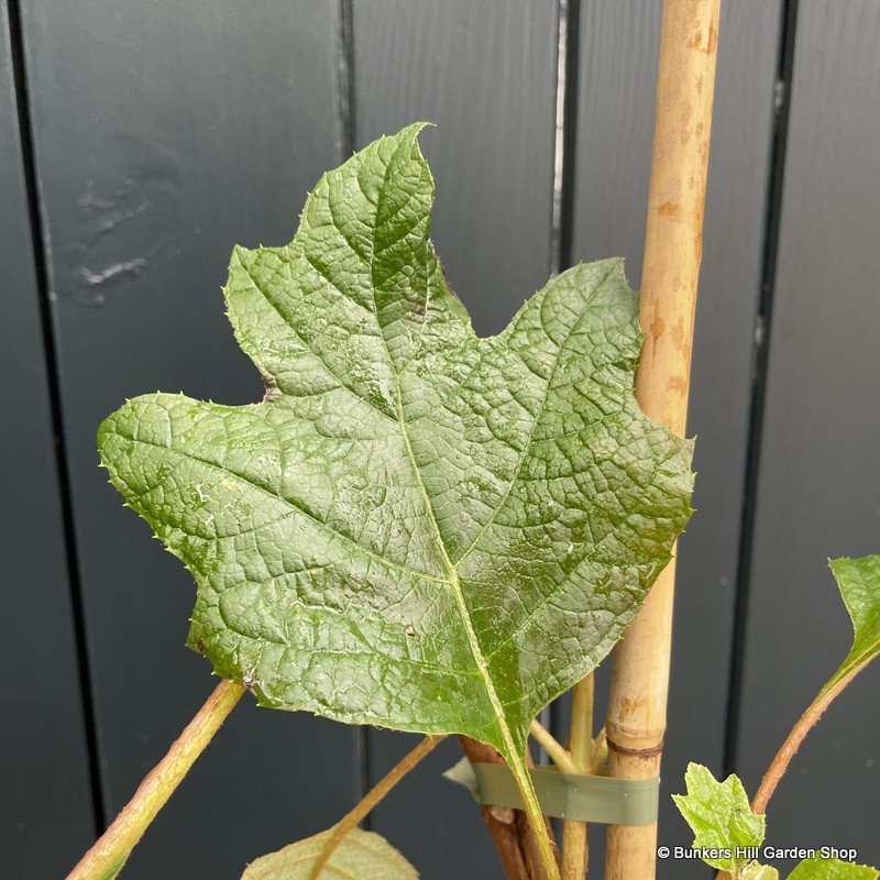 Hydrangea quercifolia 'Alice' - 3L