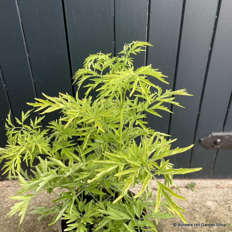 Sambucus 'Golden Towers' - 5L