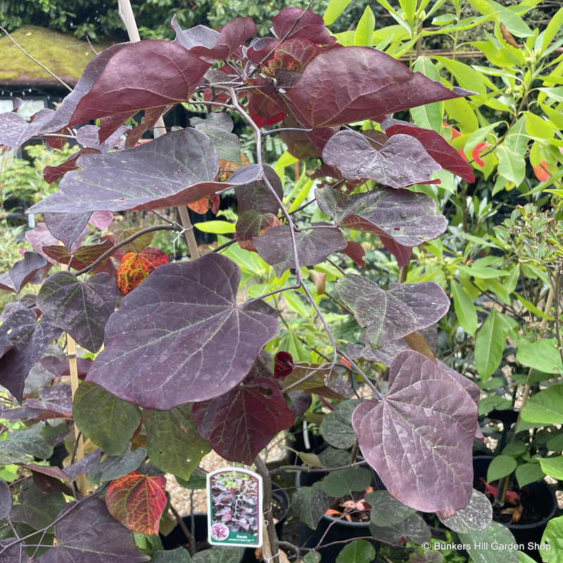 Cercis can. Ruby Falls (18L)