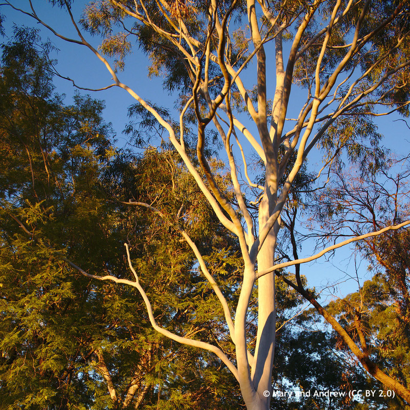 Eucalyptus denticulata (Shining Gum)