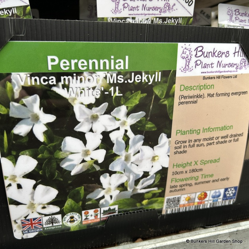 Vinca minor 'Miss Jekyll's White' - 1ltr pot