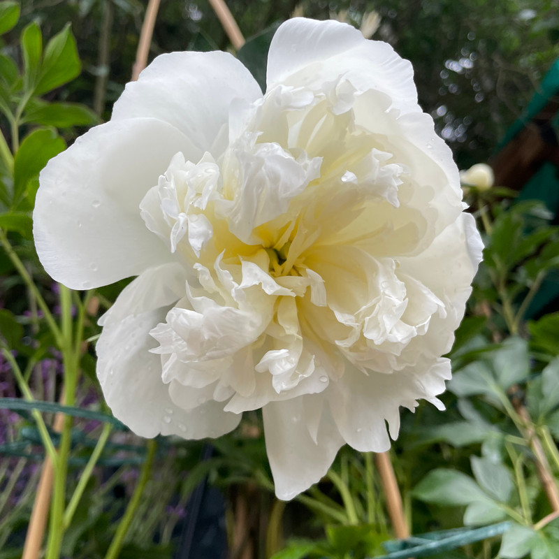 3 x Paeonia lat. 'Duchesse de Nemours' - bareroot tuber (Peony)