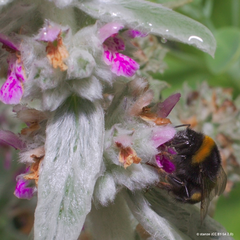 Stachys byzantina  - 2ltr pot