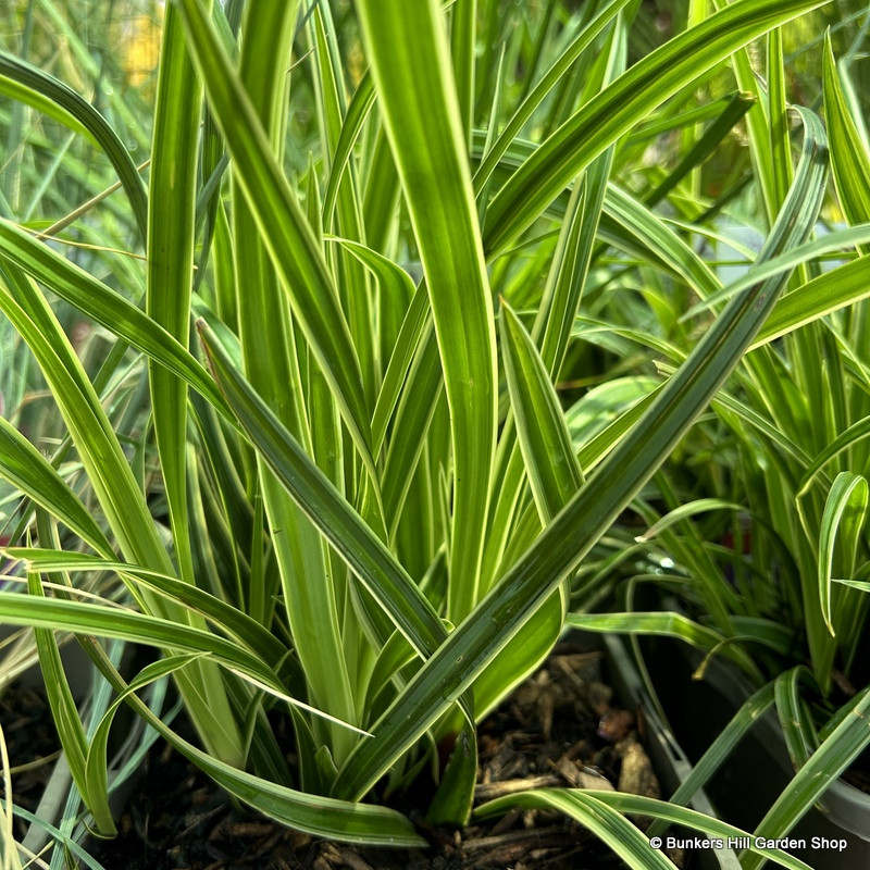 Carex morrowii 'Ice Dance' - 1ltr pot