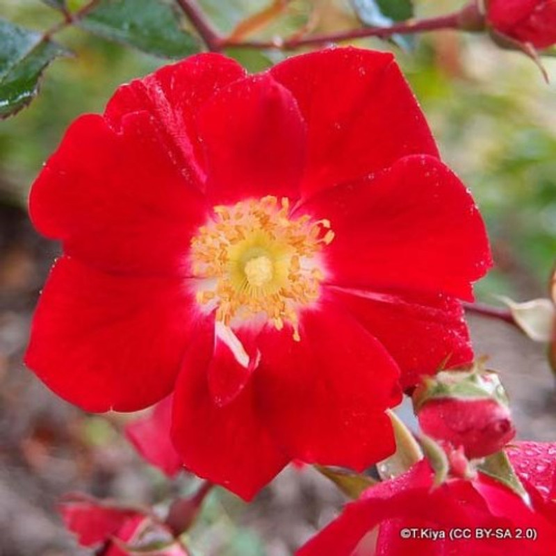 Red Blanket - Groundcover Rose