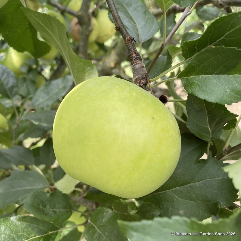 Apple 'Limelight' 2yr tree (MM106 rootstock)
